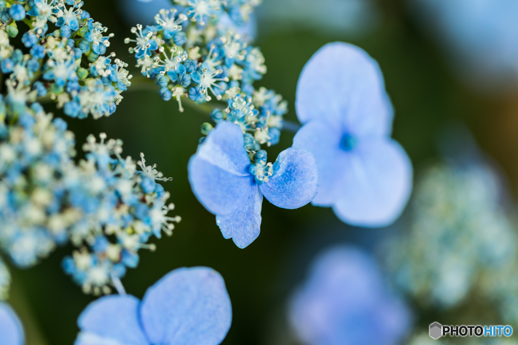 hydrangea