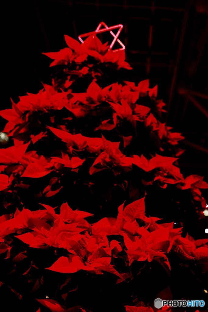 RED TREE