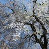 勝間薬師堂のしだれ桜