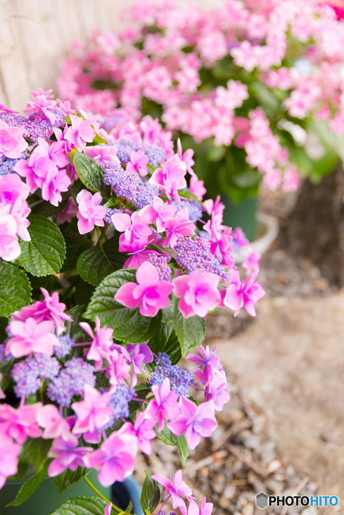 hydrangea
