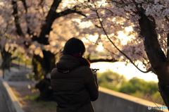 妻と夕日桜