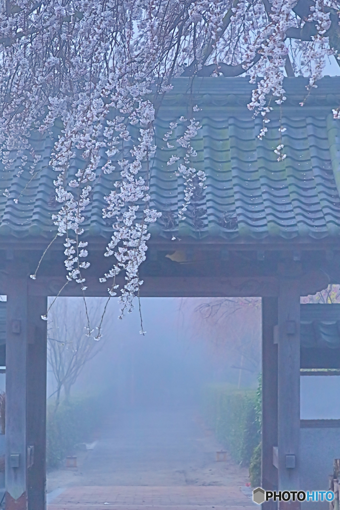 Morning misty gate