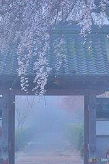 Morning misty gate