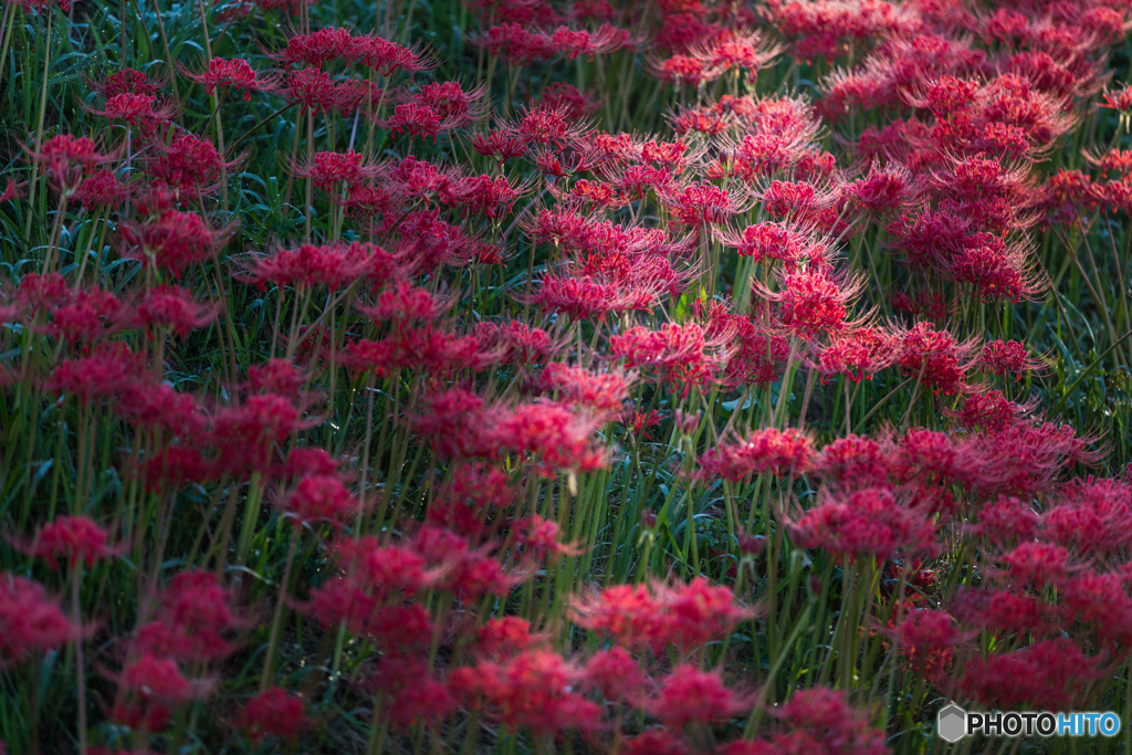 cluster amaryllis 