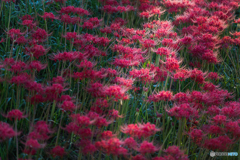 cluster amaryllis 