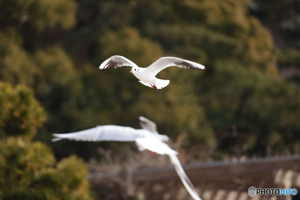 Glide
