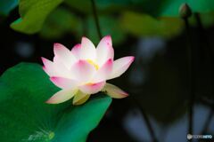 Sweet lotus