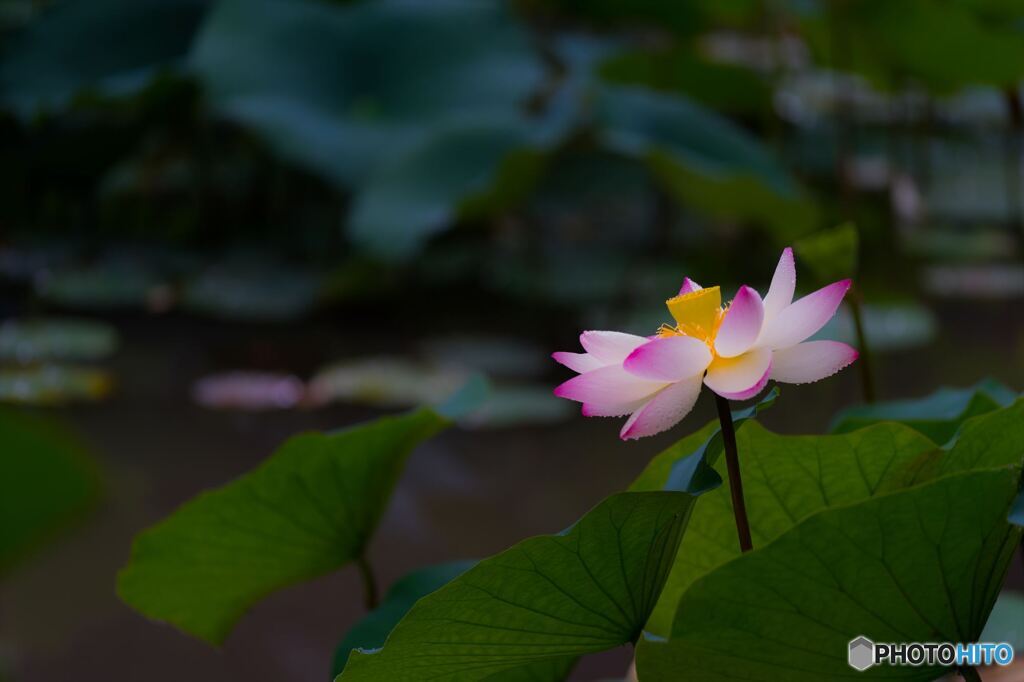 Lotus as if flying