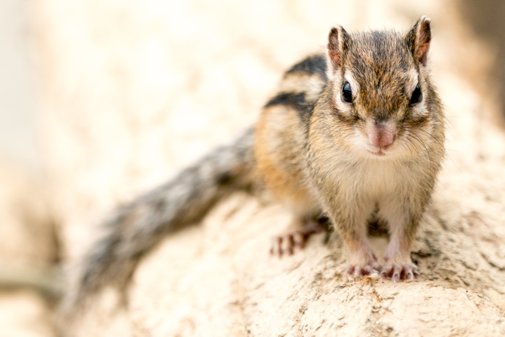 止まってるシマリス