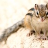 止まってるシマリス