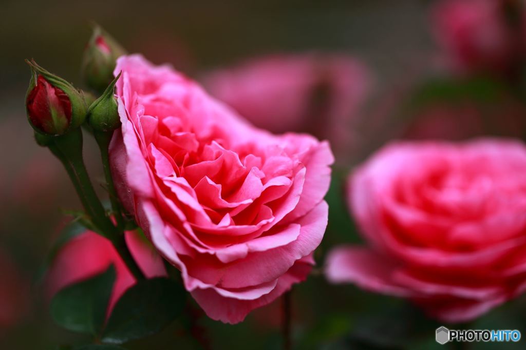 歪んだ薔薇