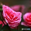 歪んだ薔薇