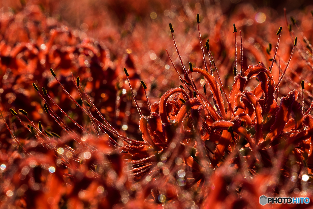 cluster amaryllis 