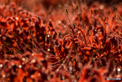 cluster amaryllis 