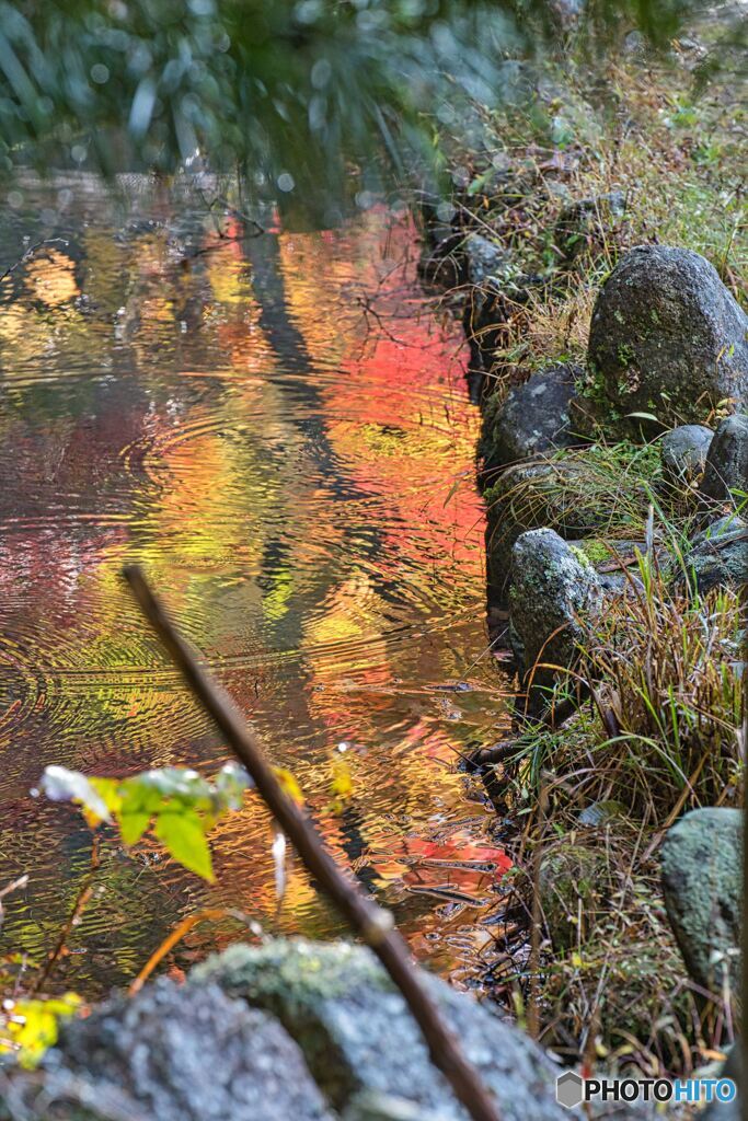 紅葉と波紋