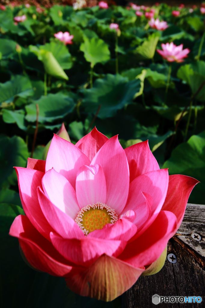 Lotus