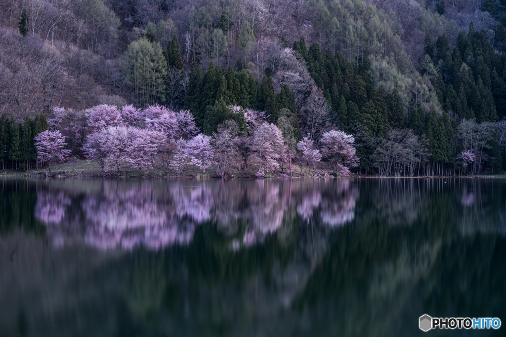 中綱湖の桜