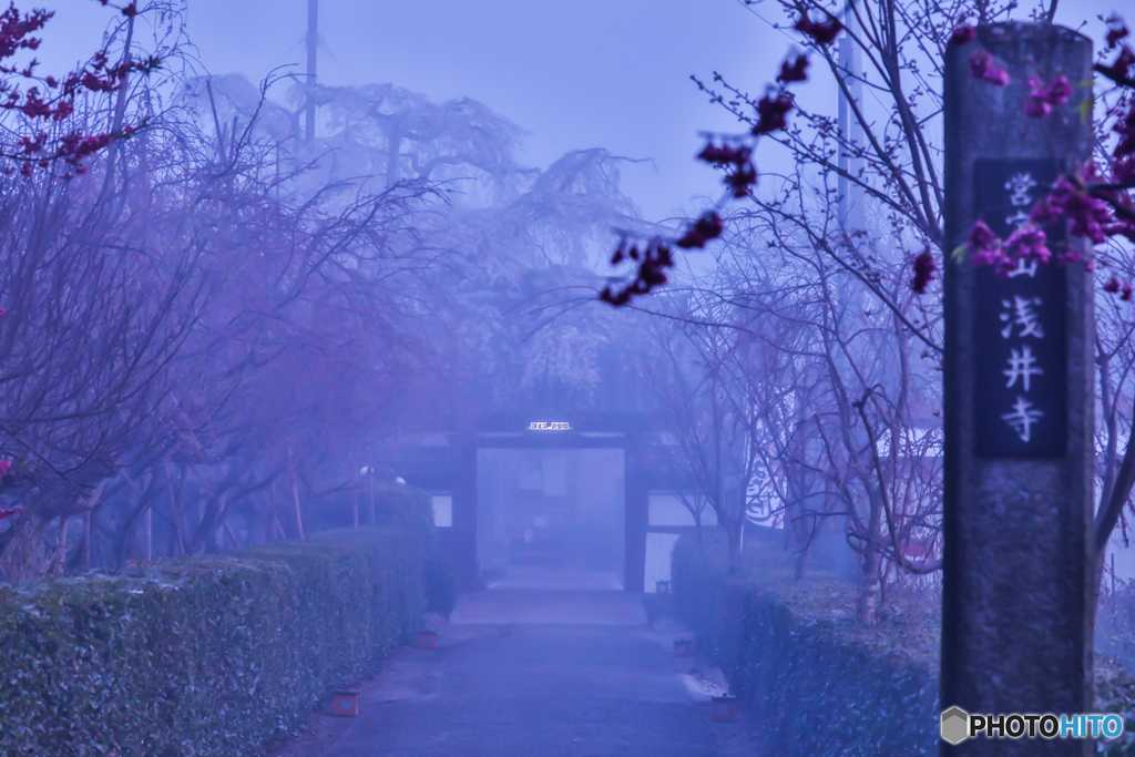 Morning misty gate