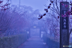 Morning misty gate