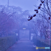 Morning misty gate