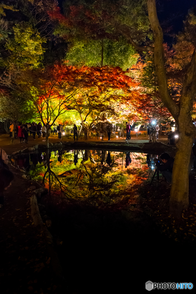 Reflection of autumn leaves