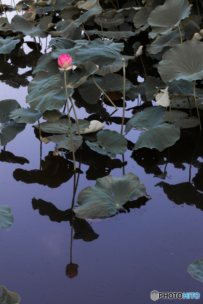Lotus Reflection 