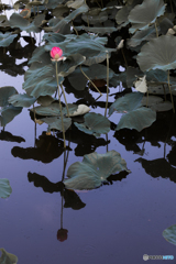 Lotus Reflection 