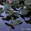 Lotus Reflection 