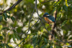 Kingfisher