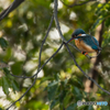 Kingfisher