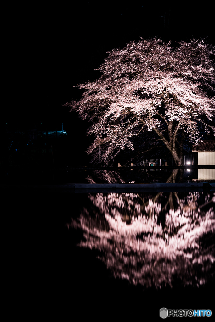 名もない桜のリフレクション