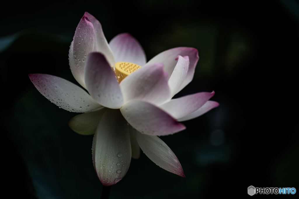 Lotus floating in the dark
