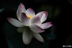 Lotus floating in the dark