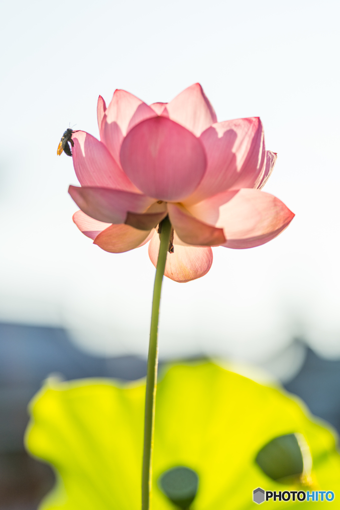 lotus 