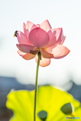 lotus 