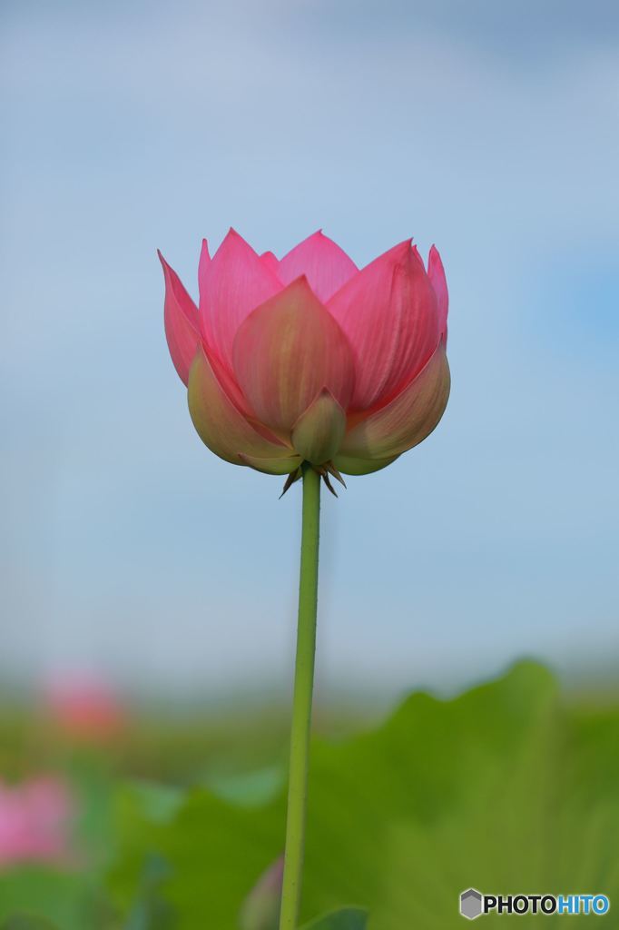 Lotus
