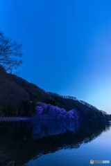 中綱湖の桜