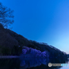 中綱湖の桜