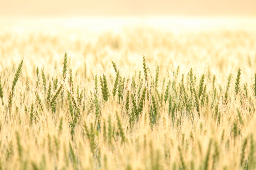 黄金の麦