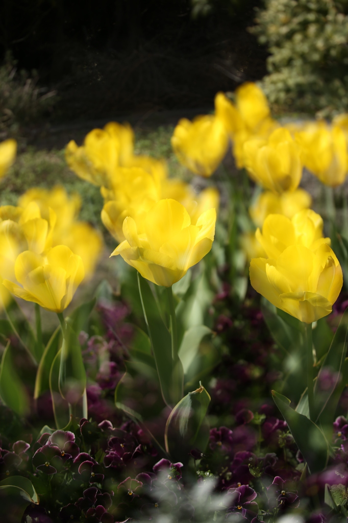 黄色いチューリップ