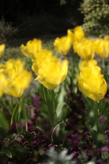 黄色いチューリップ