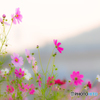 Cosmos