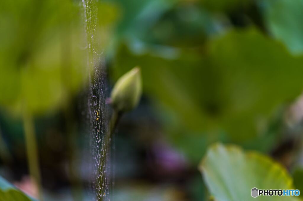 Lotus caught in a spider web
