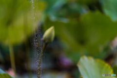Lotus caught in a spider web
