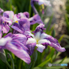 iris,blue flag