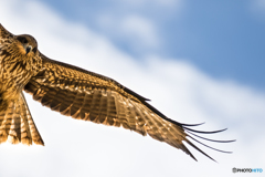 flying kite