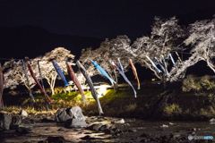 和良川の桜並木