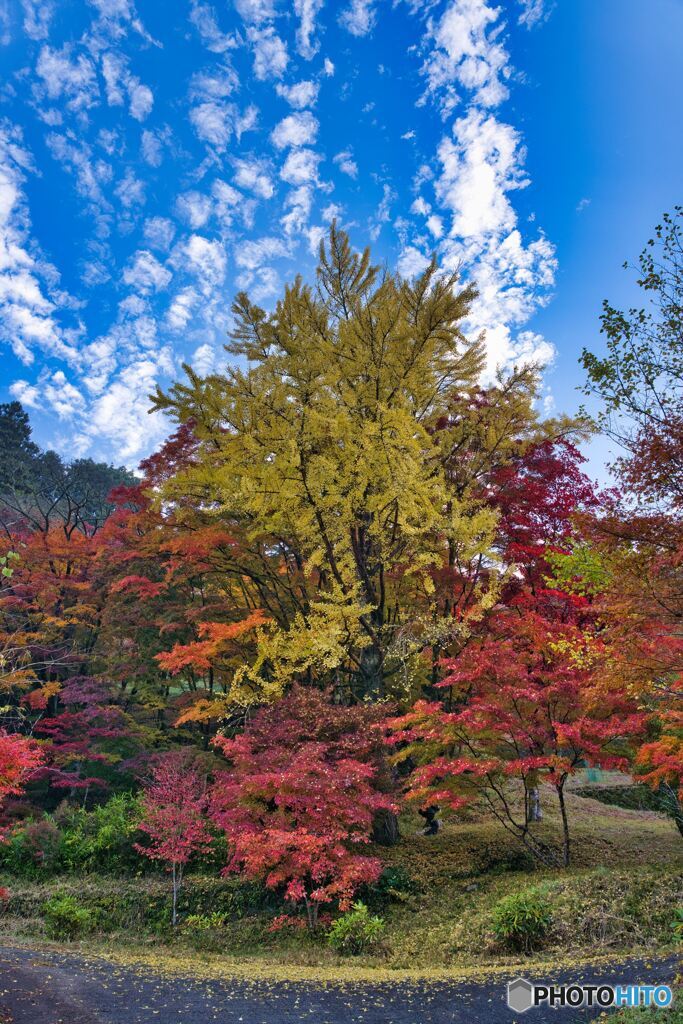 大井平公園の銀杏