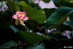 Lotus Awakening