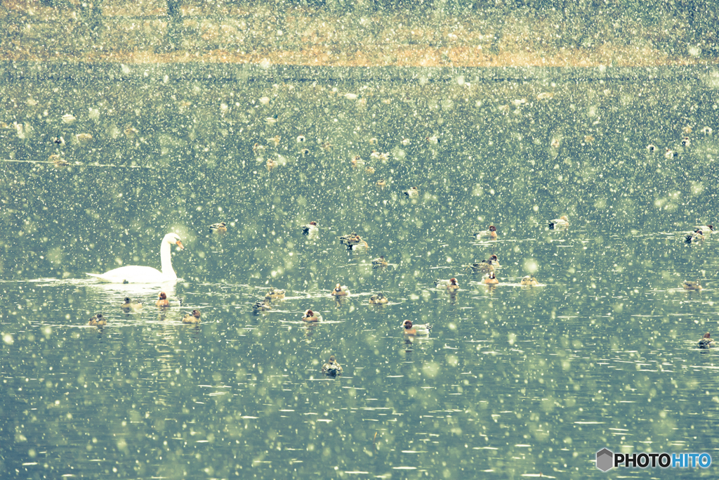 swan lake